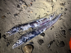 タチウオの釣果