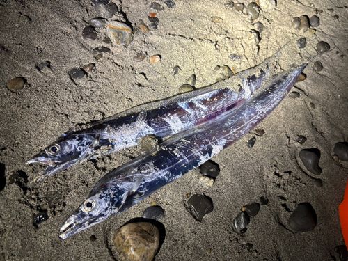 タチウオの釣果