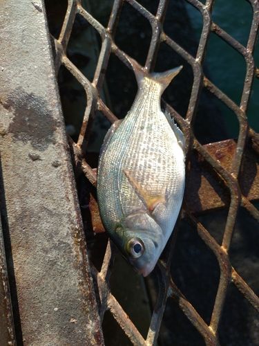 ウミタナゴの釣果