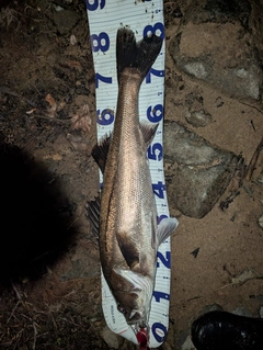 シーバスの釣果