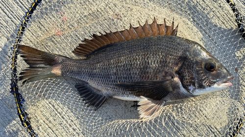 チヌの釣果
