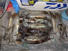 イカの釣果