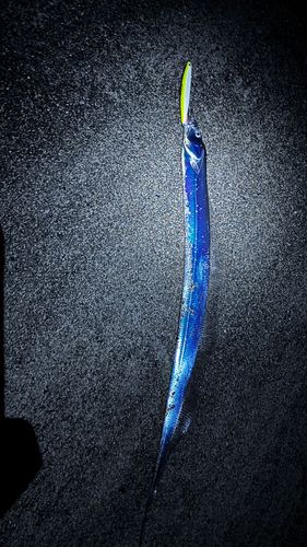 タチウオの釣果