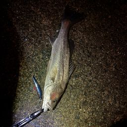 セイゴ（マルスズキ）