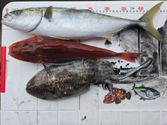 ハマチの釣果