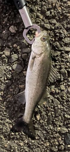 セイゴ（マルスズキ）の釣果