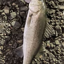 セイゴ（マルスズキ）