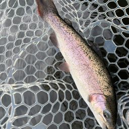 レインボートラウト