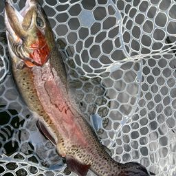 レインボートラウト