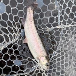 レインボートラウト