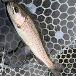 レインボートラウト