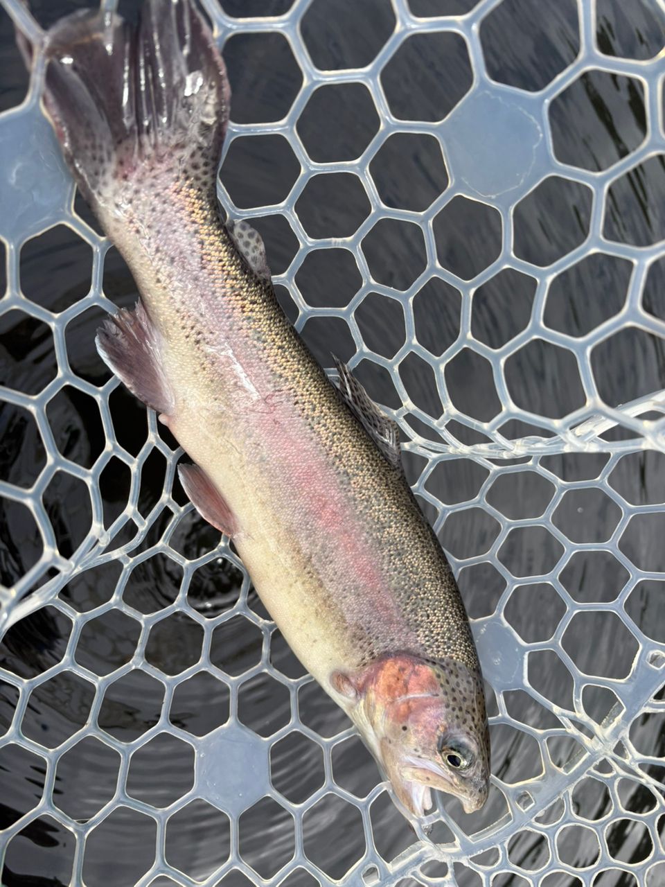 レインボートラウト