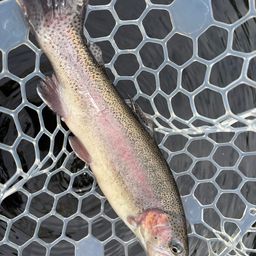 レインボートラウト