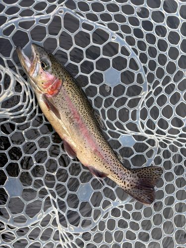 レインボートラウトの釣果