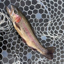 レインボートラウト