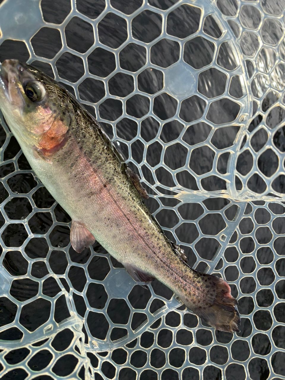 レインボートラウト