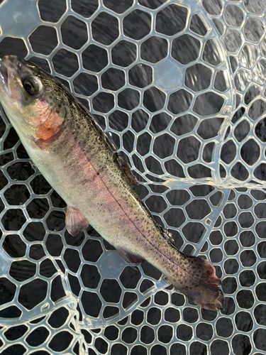 レインボートラウトの釣果