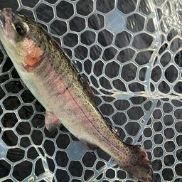 レインボートラウト