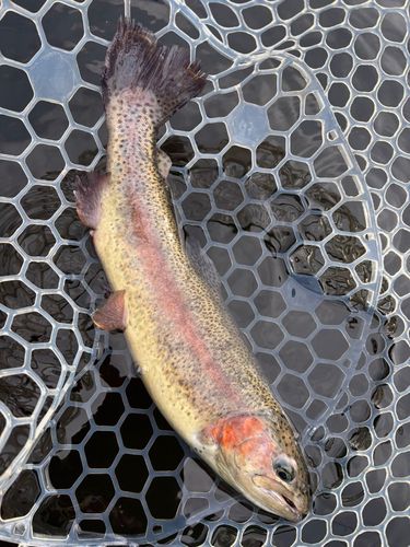 レインボートラウトの釣果