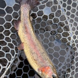 レインボートラウト