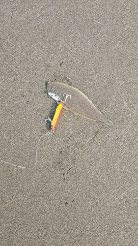 シタビラメの釣果