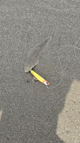 シタビラメの釣果