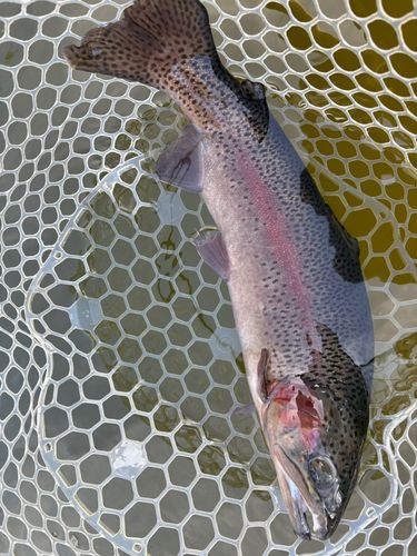 レインボートラウトの釣果