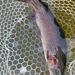 レインボートラウト