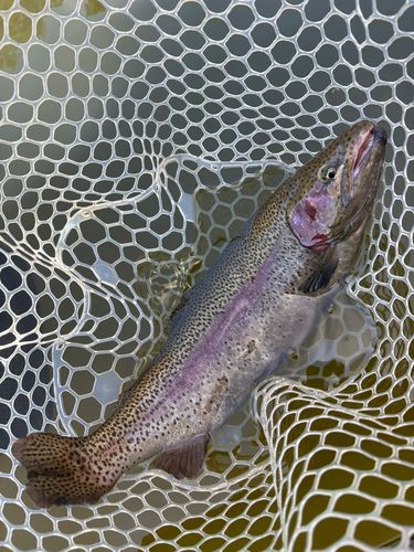 レインボートラウトの釣果