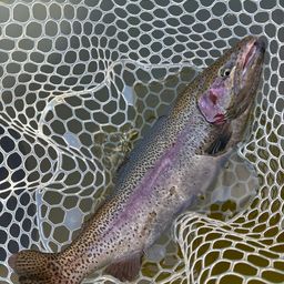 レインボートラウト