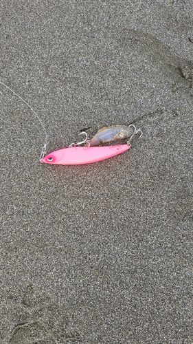 シタビラメの釣果