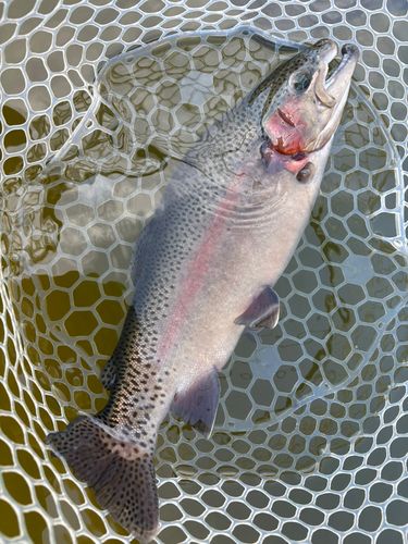レインボートラウトの釣果