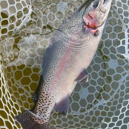 レインボートラウト