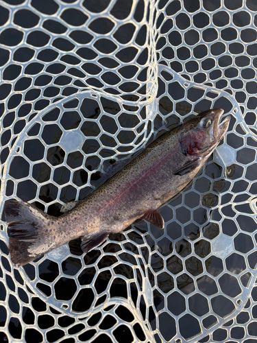 レインボートラウトの釣果