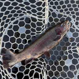 レインボートラウト