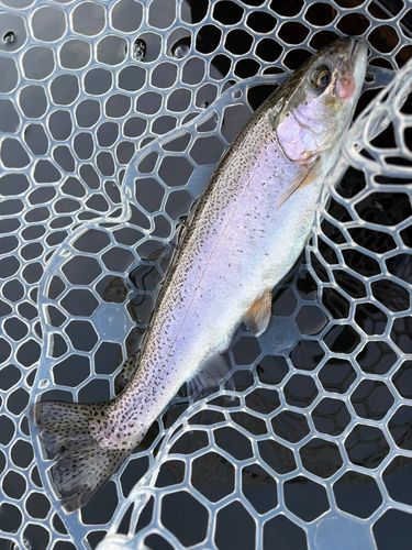 レインボートラウトの釣果