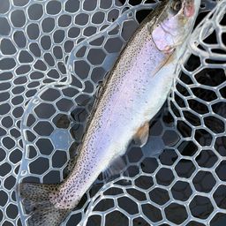 レインボートラウト