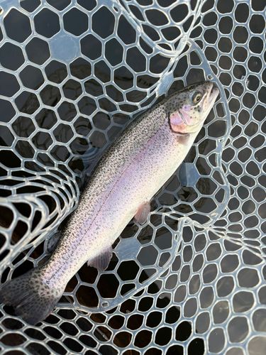 レインボートラウトの釣果