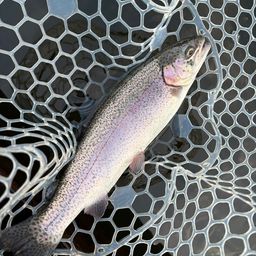 レインボートラウト