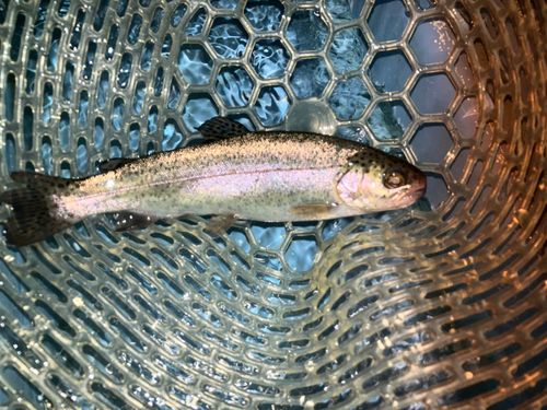 レインボートラウトの釣果