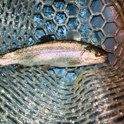 レインボートラウト