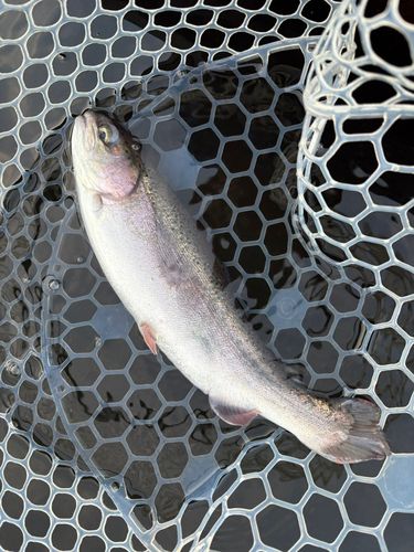 レインボートラウトの釣果