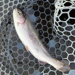 レインボートラウト