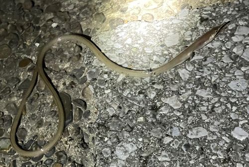 ダイナンウミヘビの釣果