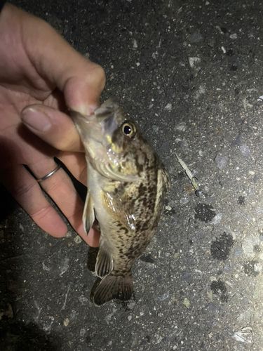 クロソイの釣果