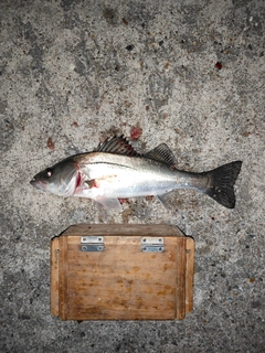 セイゴ（タイリクスズキ）の釣果