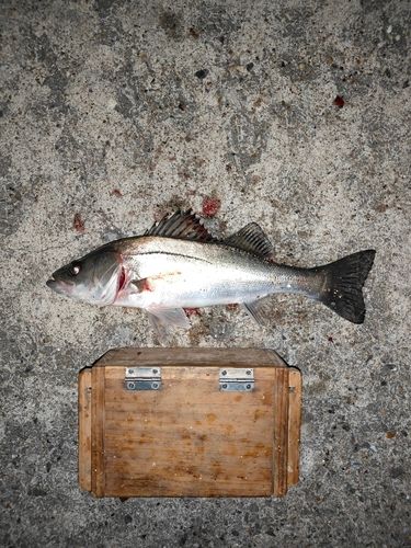 碧南海釣り公園