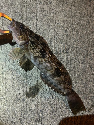 アイナメの釣果