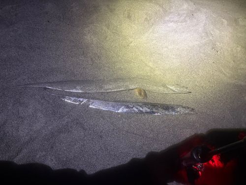 タチウオの釣果