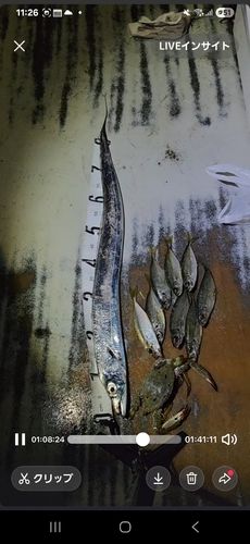 タチウオの釣果